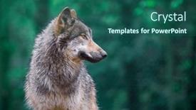  Presentation with wolf - Slide set having grey-wolf-canis-lupus background and a ocean colored foreground