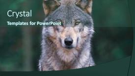  Presentation with wolf - Presentation design with grey-wolf-canis-lupus background and a ocean colored foreground