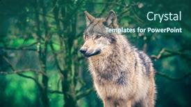  Presentation with wolf - Presentation theme enhanced with grey-wolf-canis-lupus background and a ocean colored foreground