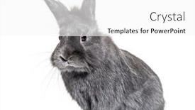  Presentation with rabbit - PPT layouts featuring grey-young-rabbit-standing background and a white colored foreground
