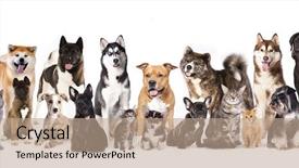  Presentation with greyhound - Cool new slide deck with greyhound - cat and dog group backdrop and a coral colored foreground
