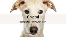  Presentation with spanish colonization in the philippines - Colorful theme enhanced with greyhound - close-up of a spanish galgo backdrop and a lemonade colored foreground