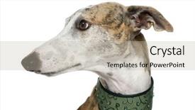  Presentation with 15 years - Amazing PPT theme having greyhound - galgo espanol 4 years backdrop and a mint green colored foreground