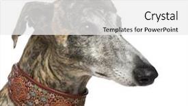  Presentation with 21 years in days - Colorful slides enhanced with greyhound - galgo espanol 4 years backdrop and a white colored foreground