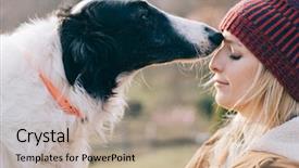  Presentation with greyhound - Slide set featuring greyhound - girl and her dog having background and a  colored foreground