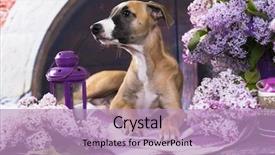 Presentation with puppy - PPT layouts enhanced with greyhound - portrait of puppy whippet 3 background and a light blue colored foreground