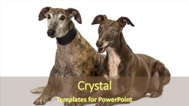 Presentation with spanish cuban cultural - Cool new presentation design with greyhound - spanish galgos lying backdrop and a tawny brown colored foreground