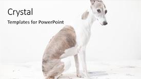  Presentation with greyhound - Colorful presentation theme enhanced with greyhound - studio photo of a sleepy backdrop and a  colored foreground