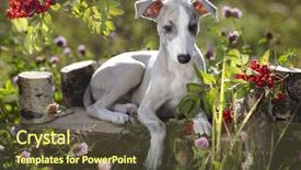  Presentation with greyhound - PPT theme with greyhound - whippet dog on autumn background background and a tawny brown colored foreground