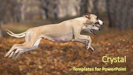  Presentation with hunting - Beautiful PPT theme featuring greyhound - whippet hunting backdrop and a tawny brown colored foreground