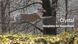 Presentation with greyhound - Slide set with greyhound - whippet hunting background and a dark gray colored foreground