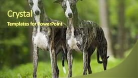  Presentation with greyhound - Presentation theme having greyhound - whippet in the background background and a tawny brown colored foreground