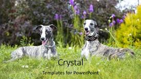  Presentation with grass - Slides featuring greyhound - whippet on the grass background and a yellow colored foreground