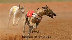  Presentation with greyhound race - Slide set with greyhound-at-full-speed-during background and a coral colored foreground