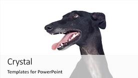  Presentation with greyhound - Cool new theme with greyhound breed dog isolated backdrop and a white colored foreground