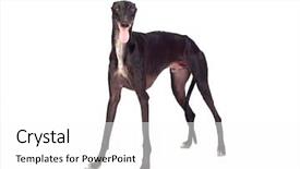  Presentation with greyhound - Theme enhanced with greyhound breed dog isolated background and a white colored foreground