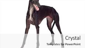  Presentation with greyhound - PPT layouts with greyhound breed dog isolated background and a white colored foreground