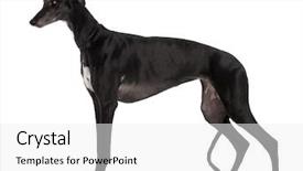  Presentation with greyhound - Theme with greyhound dog 5 years old background and a white colored foreground