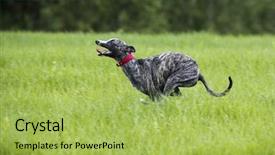  Presentation with greyhound - Colorful PPT layouts enhanced with greyhound is running the whippet backdrop and a yellow colored foreground