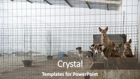  Presentation with cage - Theme enhanced with greyhound pet rescue - abandoned dogs in a cage background and a gray colored foreground