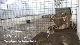  Presentation with cage - Presentation design with greyhound pet rescue - abandoned dogs in a cage background and a tawny brown colored foreground