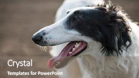  Presentation with dog adolescents - Slide deck enhanced with greyhound race - dog portrait russian wolfhound dog background and a  colored foreground