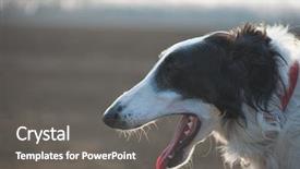  Presentation with radiology dog - Amazing PPT theme having greyhound race - dog portrait russian wolfhound dog backdrop and a  colored foreground
