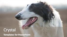  Presentation with dog - Slide set consisting of greyhound race - dog portrait russian wolfhound dog background and a  colored foreground