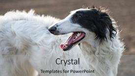  Presentation with russian - Beautiful slide deck featuring greyhound race - dog portrait russian wolfhound dog backdrop and a  colored foreground