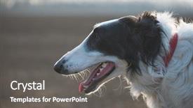  Presentation with greyhound race - Theme consisting of greyhound race - dog portrait russian wolfhound dog background and a  colored foreground