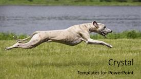  Presentation with greyhound race - Theme consisting of greyhound race - portrait of a whippet background and a gold colored foreground