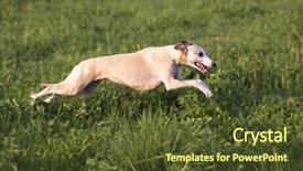  Presentation with greyhound race a whippet - Slides featuring greyhound race - portrait of a whippet background and a tawny brown colored foreground