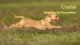  Presentation with greyhound - Cool new theme with greyhound race - portuguese podengo dog backdrop and a tawny brown colored foreground