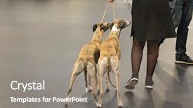  Presentation with dog - Cool new theme with greyhound race - two sighthound breed dogs whippets backdrop and a gray colored foreground