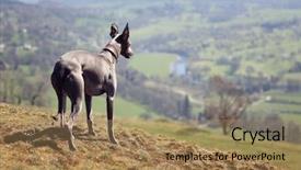  Presentation with greyhound race - Beautiful presentation design featuring greyhound race - whippet dog portrait in nature backdrop and a coral colored foreground