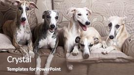  Presentation with greyhound race - Presentation design enhanced with greyhound race - whippets group lying background and a violet colored foreground