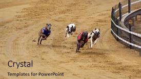  Presentation with greyhound race - Cool new theme with greyhounds competing on the race backdrop and a coral colored foreground