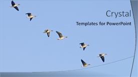  Presentation with geese flying - Cool new presentation theme with greylag-geese-heading-south-flying backdrop and a light blue colored foreground