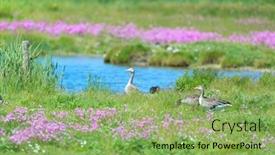 Presentation with nature - PPT theme featuring greylag-gooses-in-nature-landscape background and a seafoam green colored foreground