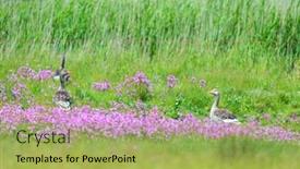  Presentation with nature - Audience pleasing presentation consisting of greylag-gooses-in-nature-landscape backdrop and a yellow colored foreground