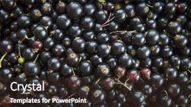  Presentation with currant black white and red - Cool new PPT theme with gricultur - black currant close-up backdrop and a  colored foreground