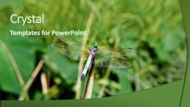  Presentation with dragonfly - Slides featuring gricultur - dragonfly background and a  colored foreground