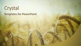  Presentation with wheat - Beautiful presentation theme featuring gricultur - field of wheat vintage photo backdrop and a cream colored foreground
