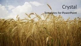  Presentation with wheat - Presentation theme enhanced with gricultur - field of wheat vintage photo background and a  colored foreground