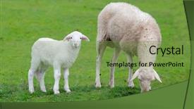  Presentation with grazing - Presentation theme having gricultur - sheep with her calf grazing background and a seafoam green colored foreground