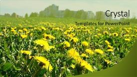  Presentation with interior design yellow and green - Slides with gricultur - yellow dandelion green field background and a  colored foreground