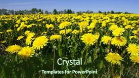  Presentation with yellow green - Presentation theme consisting of gricultur - yellow dandelion green field background and a  colored foreground