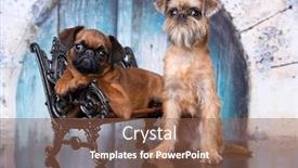  Presentation with brussels - Cool new PPT layouts with griffon-brussels-and-small-brabant backdrop and a tawny brown colored foreground