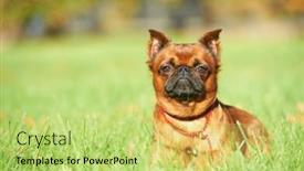  Presentation with brussels - Slides enhanced with griffon-brussels-petit-brabancon-dog background and a yellow colored foreground