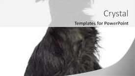  Presentation with paw - Colorful PPT layouts enhanced with griffon bruxellois 2 years old sitting with paw up against white background backdrop and a white colored foreground